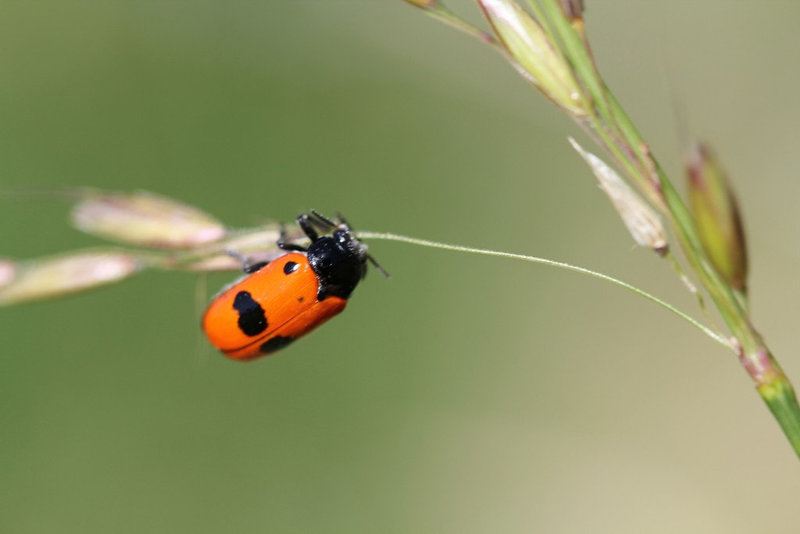 Clytra laeviscula
