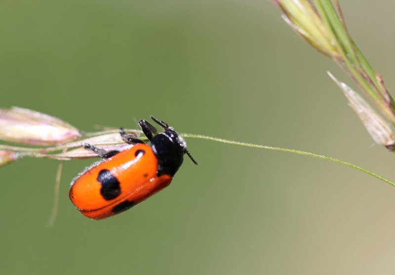 Clytra laeviscula