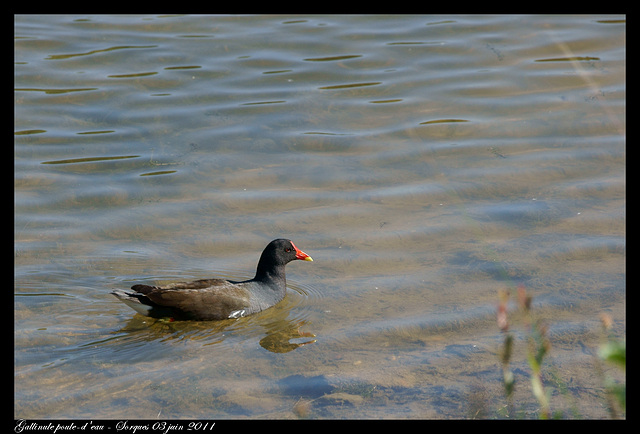 Poule d'eau DSC09719