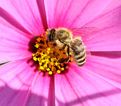 Abeille