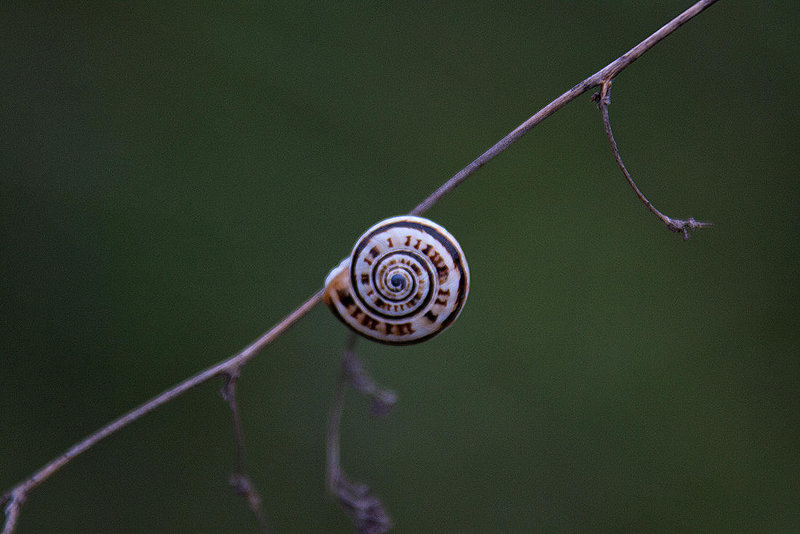 20110607 5318RAw [F] Mittelmeersand-Schnecke (Theba pisana) [Dünenschnecke], Le Grau du Roi, Camargue