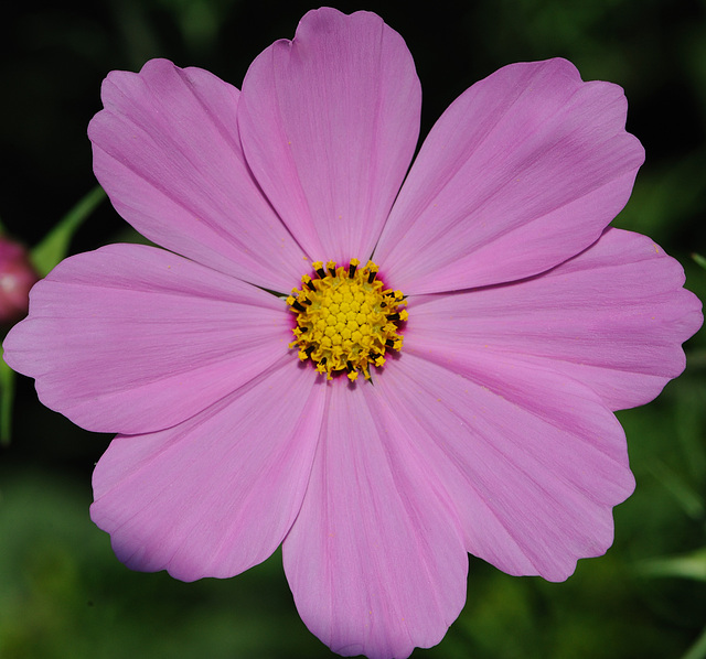 Cosmos mauve