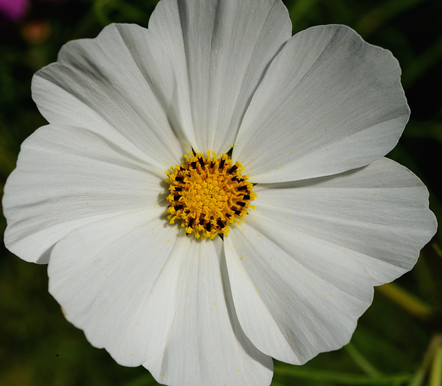 Cosmos blanc