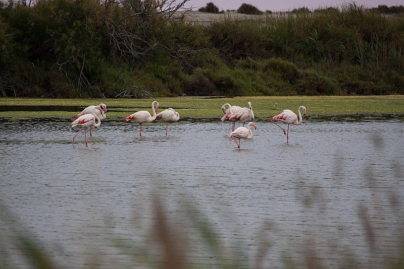 20110607 5315RAw [F] Rosaflamingo (Phoenicopterus roseus), [Le Grau du Roi], Camargue