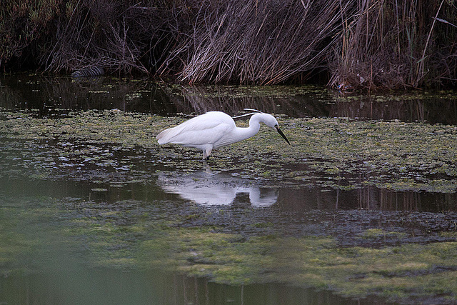 20110607 5314RAw [F] Seidenreiher, Le Grau du Roi, Camargue