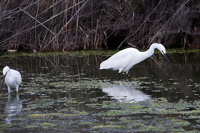 20110607 5311RAw [F] Seidenreiher, Le Grau du Roi, Camargue