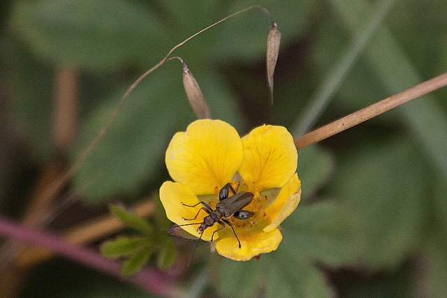 20110607 5309RAw [F] Kriechendes Fingerkraut (Potentilla reptans), Grüner Scheinbockkäfer (Oedemera nobilis) [Blaugrüner Schenkelkäfer], Le Grau du Roi, Camargue