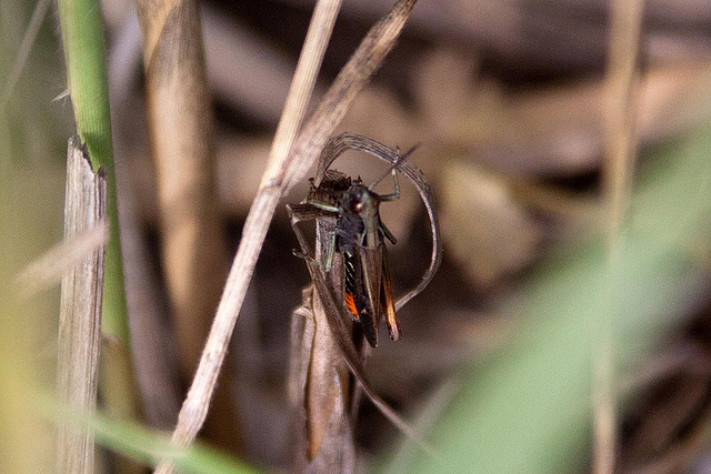 20110607 5306RAw [F] Buntbäuchiger Grashüpfer (Omocestus rufipes), Le Grau du Roi, Camargue