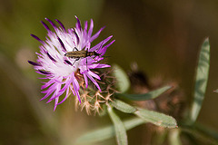 20110607 5295RAfw Käfer [Le Grau du Roi]