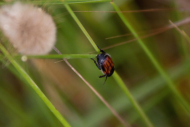 20110607 5290RAfw [F] Käfer [Le Grau du Roi]