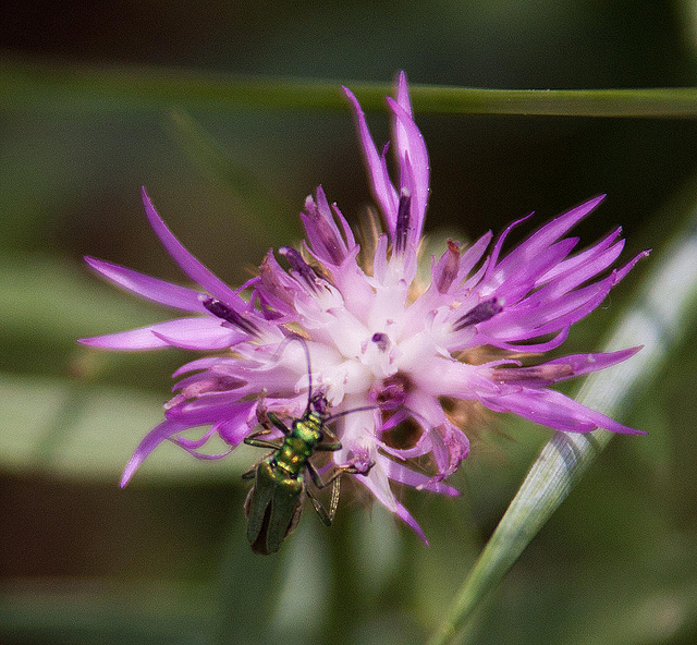 20110607 5288RAw [F] Raue Flockenblume (Centaurea aspera), Grüner Scheinbockkäfer (Oedemera nobilis), Le Grau du Roi, Camargue