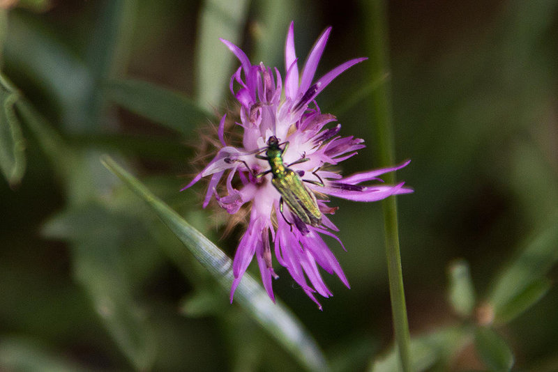 20110607 5285RAw [F] Raue Flockenblume (Centaurea aspera), Grüner Scheinbockkäfer (Oedemera nobilis), Le Grau du Roi, Camargue