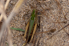 20110607 5270RAfw Heuschrecke [Le Grau du Roi]