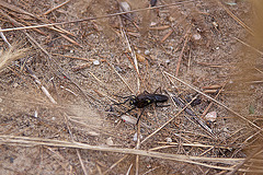 20110607 5261RAfw Fliege [Le Grau du Roi]