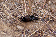 20110607 5259RAfw Fliege [Le Grau du Roi]