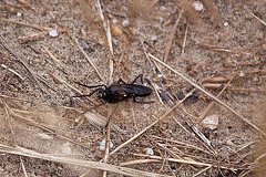 20110607 5258RAfw Fliege [Le Grau du Roi]