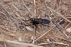 20110607 5257RAfw fliege [Le Grau du Roi]