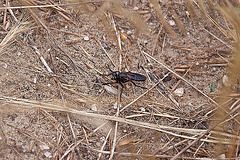 20110607 5256RAfw Fliege [Le Grau du Roi]