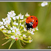 Coccinelle 2