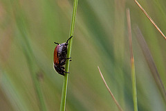 20110607 5247RAfw Käfer [Le Grau du Roi]