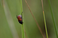 20110607 5246RAfw Käfer [Le Grau du Roi]