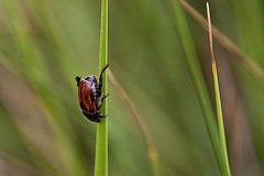 20110607 5245RAfw Käfer [Le Grau du Roi]