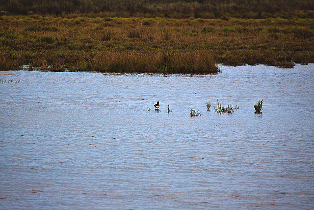 20110607 5240RAw [R~F] Austernfischer (Haematopus ostralegus), Le Grau du Roi, Camargue