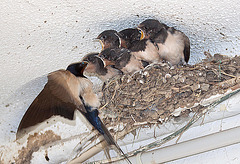 20110607 5239RAw [F] Rauchschwalbe (Hirundo rustica), [Le Grau du Roi], Carmague