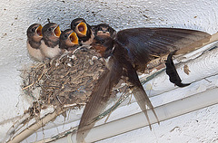 20110607 5238RAw [F] Rauchschwalbe (Hirundo rustica), [Le Grau du Roi], Carmague