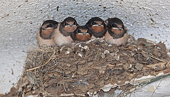 20110607 5237RAw [F] Rauchschwalbe (Hirundo rustica), [Le Grau du Roi], Carmague