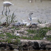 20110530 4348RTw [F] Lachmöwe, Zwergseeschwalbe, Rosaflamingo, Parc Ornithologique, Camargue