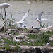20110530 4347RTw [F] Lachmöwe, Zwergseeschwalbe, Rosaflamingo, Parc Ornithologique, Camargue