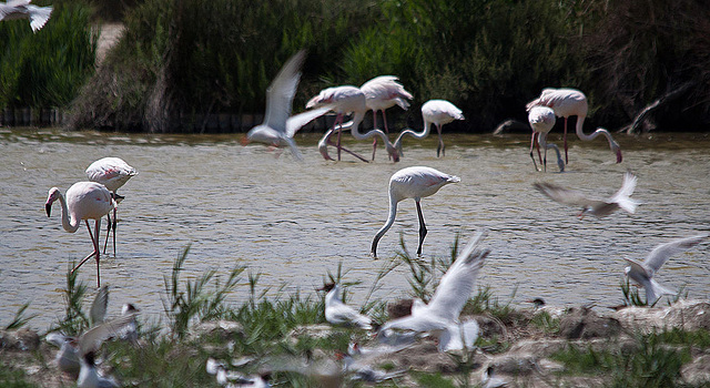 20110530 4346RTw [F] Rosaflamingo (Phoenicopterus roseus), Lachmöwe (Chroicocephalus ridibundus), Parc Ornithologique, Camargue