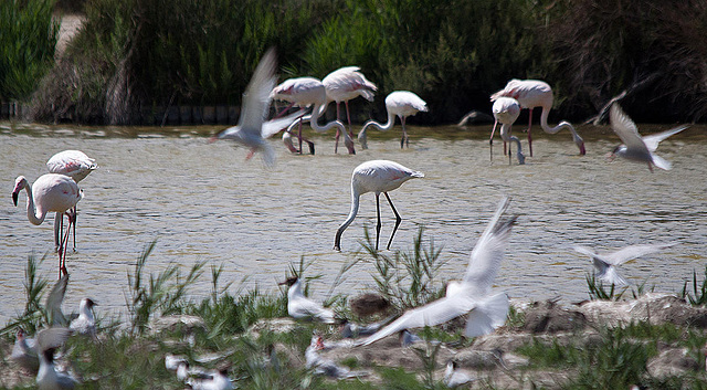 20110530 4345RTw [F] Rosaflamingo (Phoenicopterus roseus), Lachmöwe (Chroicocephalus ridibundus), Parc Ornithologique, Camargue