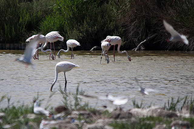 20110530 4344RTw [F] Rosaflamingo (Phoenicopterus roseus), Parc Ornithologique, Camargue