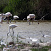 20110530 4344RTw [F] Rosaflamingo (Phoenicopterus roseus), Parc Ornithologique, Camargue