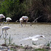 20110530 4343RTw [F] Rosaflamingo (Phoenicopterus roseus), Parc Ornithologique, Camargue
