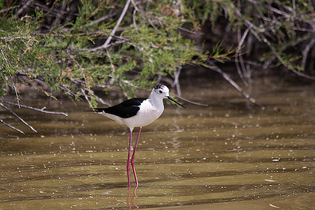 20110530 4341RTw [F] Stelzenläufer (Himantopus himantopus), Parc Ornithologique, Camargue