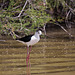 20110530 4341RTw [F] Stelzenläufer (Himantopus himantopus), Parc Ornithologique, Camargue