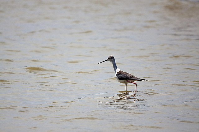 20110530 4340RTw [F] Stelzenläufer (Himantopus himantopus), Parc Ornithologique, Camargue