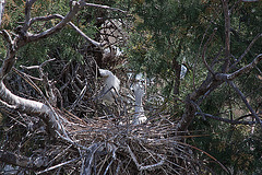 20110530 4336RTw [F] Seidenreiher, Parc Ornithologique, Camargue