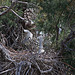 20110530 4336RTw [F] Seidenreiher, Parc Ornithologique, Camargue