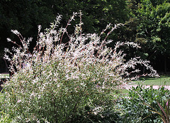 salix integra cultivar "hakuro-Nishiki".