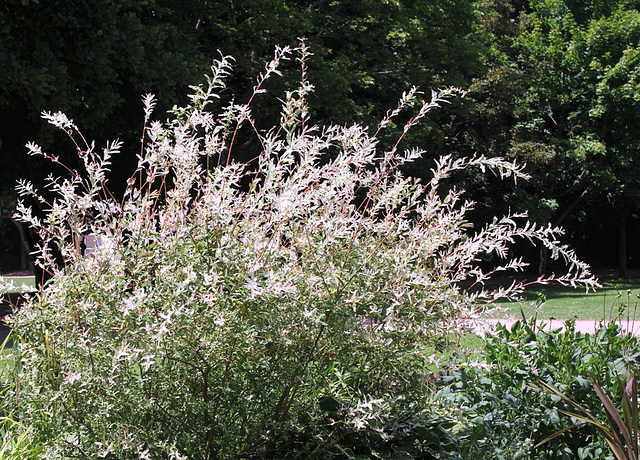 salix integra cultivar "hakuro-Nishiki".