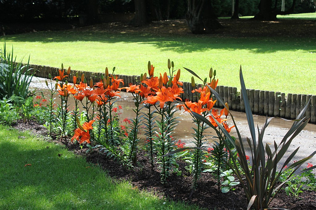 Lys orientaux- Parc de Cebazat