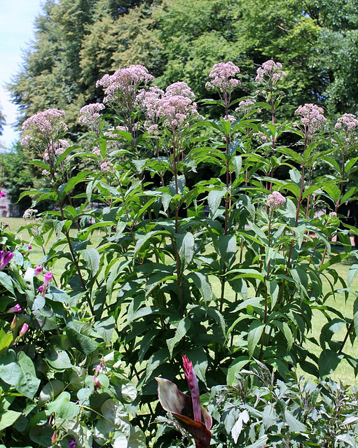 Eupatoire chanvrine- Parc de Cebazat