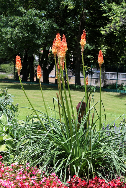 Kniphofia- Parc de cébazat