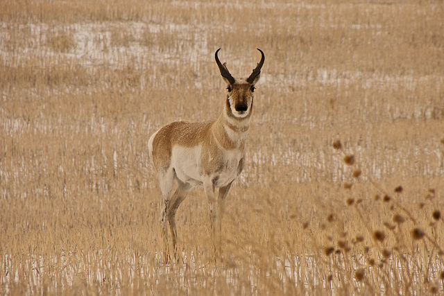 pronghorn I