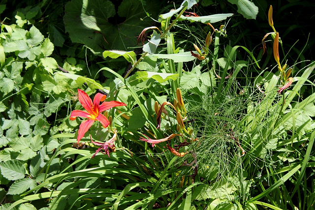 Hemerocalle- parc de Cebazat