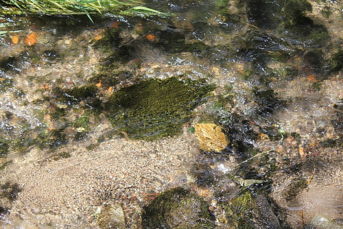 Fontinalis dans la Tiretaine